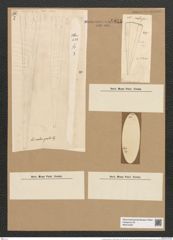 Licmophora grandis var. divisa (Kuetz.) Grun. (de-Toni-Nr.: Genus 86, Species 2966) Zeichnungen Sammlung Grunow Nr. 6024 (NHMW-BOT-W0374520)